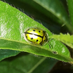 Coptocycla adamantina
