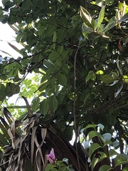 Cryptostegia grandiflora
