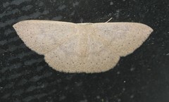 Cyclophora obstataria