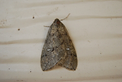 Paleacrita merriccata