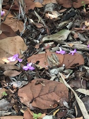 Cryptostegia grandiflora