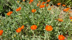 Magnoliopsida