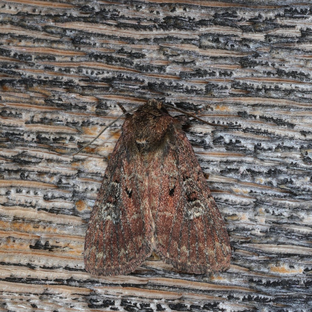Goodell's Arches Moth from Saint-Narcisse, Grand lac Shaw on June 18 ...
