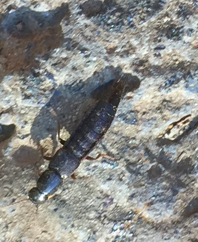 Ocypus subaenescens