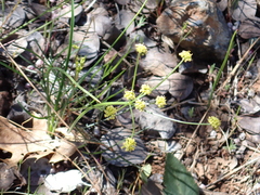 Lomatium marginatum
