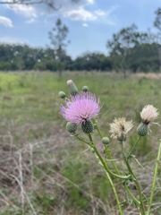 Cirsium nuttalii image