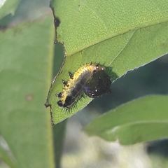 Coptocycla adamantina