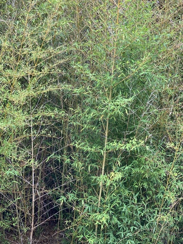Phyllostachys aurea