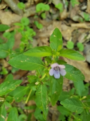 Dyschoriste humistrata