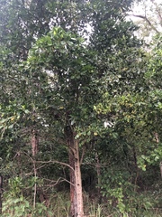 Acronychia imperforata