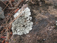 Parmelioideae