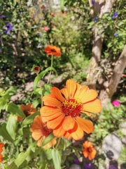 Zinniinae