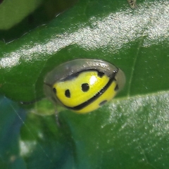 Coptocycla adamantina