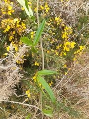 Passiflora pinnatistipula