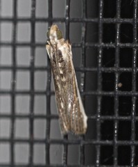 Cathyalia pallicostalis