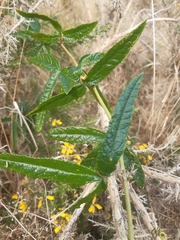 Passiflora pinnatistipula