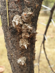 Aspidoproctus