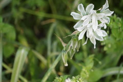 Ornithogalum boucheanum