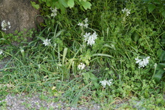 Ornithogalum boucheanum