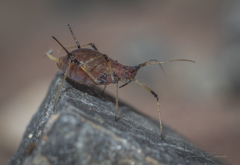 Aphidoidea
