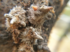 Aspidoproctus