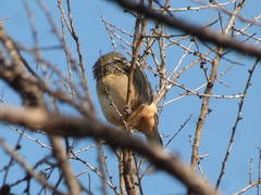 Saltator coerulescens