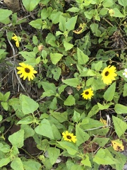 Helianthus debilis image