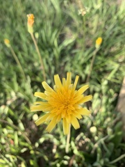 Krigia dandelion