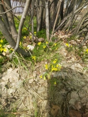 Gagea minima