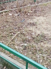 Parus major