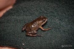 Microbatrachella capensis
