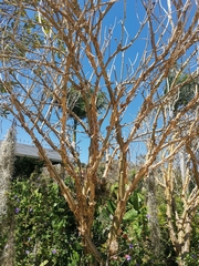 Jatropha chamelensis