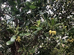 Acronychia imperforata