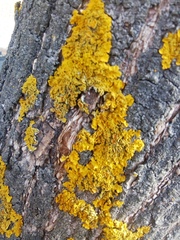 Xanthoria parietina