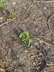 Brunnera sibirica