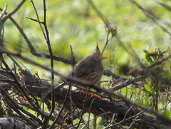 Coryphistera alaudina
