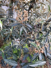 Buddleja incana
