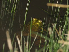 Lithobates montezumae