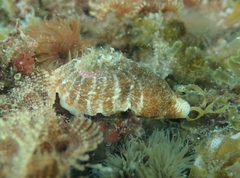 Fissurellidea