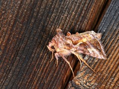 Autographa rubidus