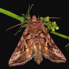 Autographa rubidus