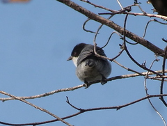 Microspingus melanoleucus
