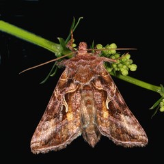 Autographa rubidus