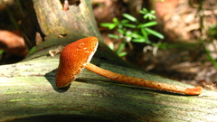 Lepiota boudieri