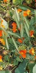 Hordeum murinum murinum