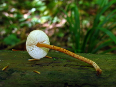 Lepiota boudieri