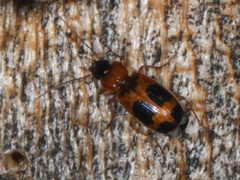 Badister neopulchellus