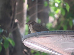 Turdus grayi