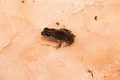 Microbatrachella capensis