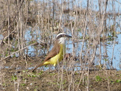 Pitangus sulphuratus